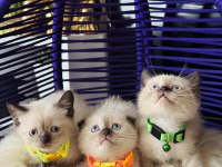 British Shorthair Chocolate Point Yavrular