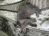 Asil bir scottish fold