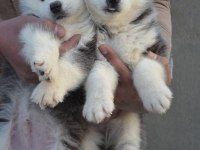 HUSKY SİBİRYA YAVRULARI