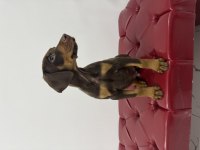 Safkan kızıl erkek 55 günlük doberman