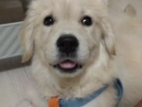 Dişi Yavru Golden Retriever