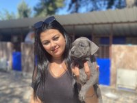Blue mavi gözlü cane corso yavrularım