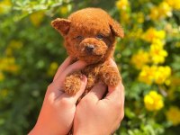 Pofuduk poodle yavrularımız