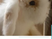 Sevimli hollanda lop tavşanlar