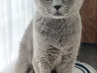 British shorthair gri kedimiz
