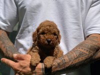 Safkan Toy Poodle Arayanlara Özel