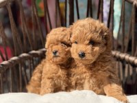 Toy Poodle güzellikler