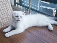 Scottish fold erkek