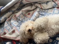 Maltipoo kızımızı sahiplendiriyoruz