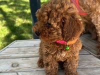 Minyatür toy Poodle yavru