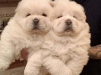 Chow chow çin aslanı yavrular