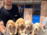 Golden retriever yavrularımız
