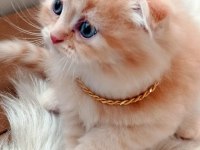 Çok tatlı ve sevecen bir yavru scottish fold