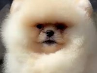 Irk ve sağlık garantili pomeranian boo bebekler