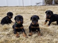 Safkan A Kalite Doberman dişi erkek yavrularımız