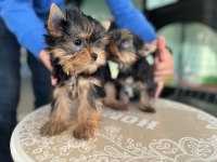 Safkan garantili tea cup yorkshire terrier