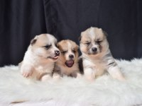Japon Akita Bebekler