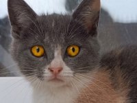British shothair tabby