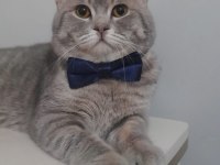 YUVA ARIYOR! 1,5 yaşında British shorthair