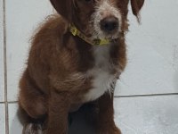 Poodle kırması 2 yavrumuz ücretsiz