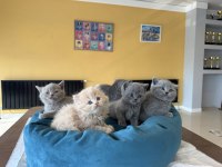 SCOTTISH FOLD VE BRITISH SHORTHAIR YAVRULARI ANKARA