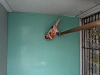 Al mozaik ve harlequin Kanaryalar