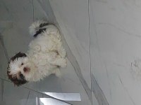 Shih tzu bebek