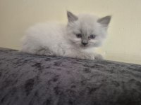 Safkan British Shorthair