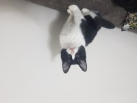 Kedi Sahiplendirme (2 veya 1 Kedi)