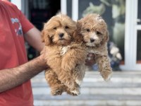 Ankarada ziyarete açık aşılı pasaportlu maltipoo