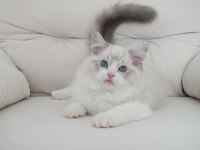 Full Şecereli Ragdoll Yavruları