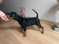 Yarışma sınıfı minyatür pinscher yavrusu son 1 tane