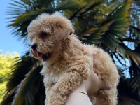 KORE MALTİPOO YAVRUMUZ YENİ YUVASINA HAZIR
