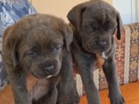 Orjinal Cane Corso