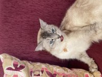Kedimiz prenses mila