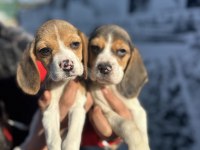 Elizabet beagle yavrularım