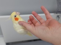 Safkan kırmızı göz lutino albino sultan papağanı