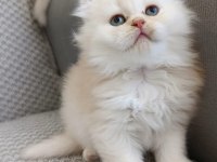 Sadece Aileye British Longhair