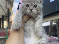 British shorthair lilac top kafa erkek