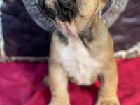 French bulldog 3 aylık