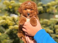 Dünyalar tatlısı pomeranian yavru köpeğimiz