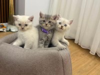British shorthair erkek dişi ponpon gibi bebekler