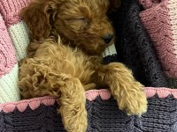 2 AYLIK SAĞLIKLI PED EĞİTİM DİŞİ REDBROWN TOY POODLE