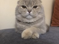 Scottish fold kızıma eş arıyorum