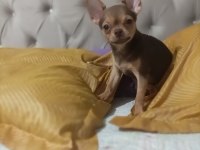 Görüşülür chihuahua