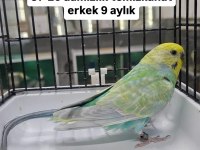 Tekleme Muhabbet Kuşlar Rainbow Ve Çek