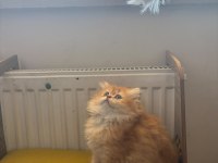 British longhair 2 aylık yavru