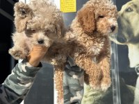 Ankaranın  en seçkin maltipoo yavruları