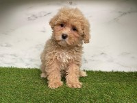 F2 MALTİPOO YAVRULARI