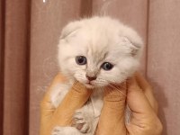 Scottish fold ve Scottish straight